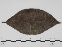 登錄號:F0019231藏品圖，第3張