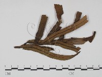 登錄號:F0019233藏品圖，第1張