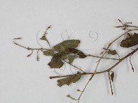 登錄號:F0019234藏品圖，第1張