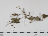 登錄號:F0019234藏品圖，第3張