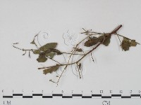 登錄號:F0019234藏品圖，第4張