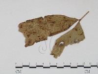 登錄號:F0019235藏品圖，第1張