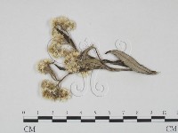 登錄號:F0019236藏品圖，第1張