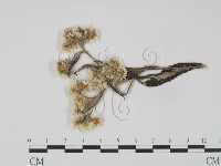 登錄號:F0019236藏品圖，第3張