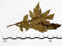 登錄號:F0019238藏品圖，第1張