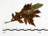 登錄號:F0019238藏品圖，第3張
