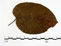 登錄號:F0019239藏品圖，第1張