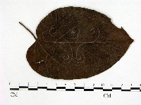 登錄號:F0019239藏品圖，第3張