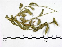 登錄號:F0019240藏品圖，第3張