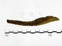 登錄號:F0019241藏品圖，第1張