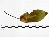 登錄號:F0019242藏品圖，第1張
