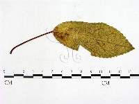 登錄號:F0019242藏品圖，第3張