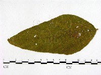 登錄號:F0019243藏品圖，第1張