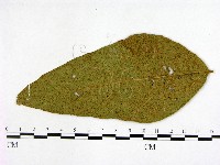 登錄號:F0019243藏品圖，第3張
