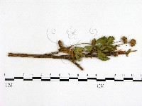 登錄號:F0019244藏品圖，第3張