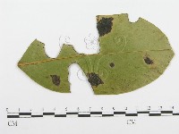 登錄號:F0019245藏品圖，第1張