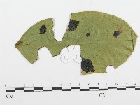 登錄號:F0019245藏品圖，第4張