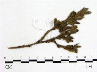 登錄號:F0019246藏品圖，第1張