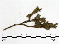 登錄號:F0019246藏品圖，第3張