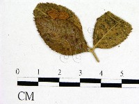 登錄號:F0019247藏品圖，第3張