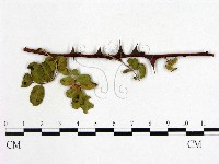 登錄號:F0019248藏品圖，第1張