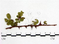 登錄號:F0019248藏品圖，第3張