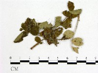 登錄號:F0019249藏品圖，第1張