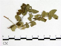 登錄號:F0019249藏品圖，第3張