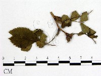 登錄號:F0019250藏品圖，第1張