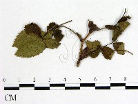 登錄號:F0019250藏品圖，第3張