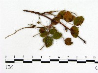 登錄號:F0019251藏品圖，第3張