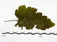登錄號:F0019252藏品圖，第1張