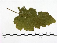 登錄號:F0019252藏品圖，第3張