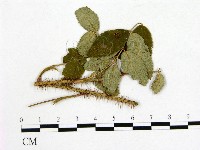 登錄號:F0019253藏品圖，第1張