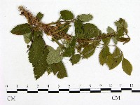 登錄號:F0019254藏品圖，第3張