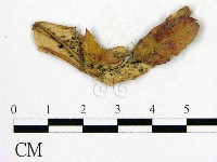 登錄號:F0019255藏品圖，第1張