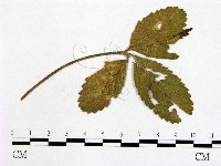 登錄號:F0019257藏品圖，第1張