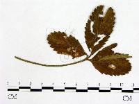 登錄號:F0019257藏品圖，第3張