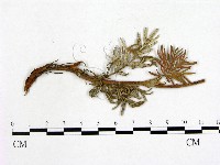 登錄號:F0019258藏品圖，第1張