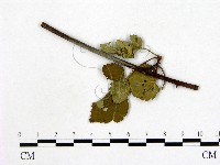登錄號:F0019259藏品圖，第1張
