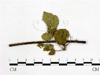 登錄號:F0019259藏品圖，第4張