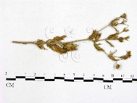 登錄號:F0019260藏品圖，第3張
