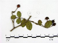 登錄號:F0019261藏品圖，第1張
