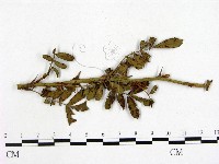 登錄號:F0019262藏品圖，第1張