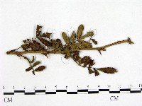 登錄號:F0019262藏品圖，第3張