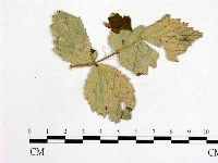 登錄號:F0019263藏品圖，第4張