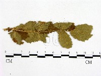 登錄號:F0019264藏品圖，第4張