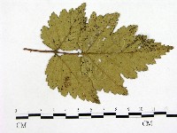 登錄號:F0019265藏品圖，第4張