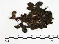 登錄號:F0019267藏品圖，第1張