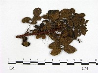 登錄號:F0019267藏品圖，第3張